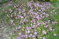 Mer et Soleil - Ferienwohnung Sausset-les-Pins