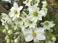 Clematis House Gloucester Road - Ferienwohnung