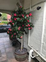 Clayhanger Guest House - B&B