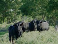 Le Clos De Camargue - B&B Gallician