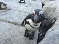 Sky house on Clarens - B&B Betty’s Bay