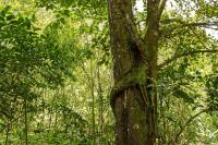 Kuyana Amazon Lodge - B&B Archidona