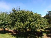 Cabañas Quetalmahue - Ferienwohnung Ancud