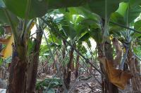 Casa Alto Santo António - B&B Ponta do Sol