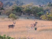 @Nature Luxury Cottages - B&B Mbombela