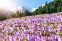 Apartamentylove - Apartament Zborowski Centrum, 100m do Krupówek - B&B Zakopane