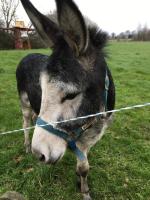 Gites de Kermoel, Île de Sein - B&B Kernascléden