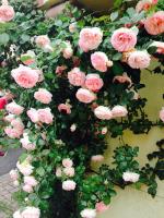 Gîte TIRE BOUCHON - B&B Itterswiller