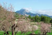 Selva 1688-93 Mallorca - B&B