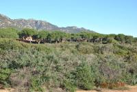 Una Pineta Sul Mare A Due Passi Dal Forte Village - Ferienwohnung