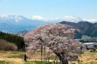 B&B Takayama - Ryokan Warabino - Bed and Breakfast Takayama