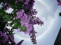 Guesthouse Palma - B&B Lussinpiccolo