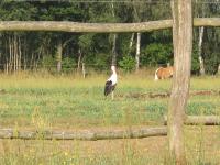 Ferienwohnungen Pustane - B&B Neu Zauche