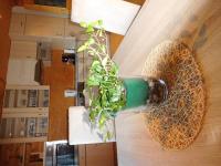 Apartment Aschaber - Chambres d’hôtes Waidring