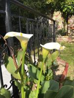 Guesthouse BellaVista - B&B