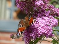 Ferienwohnung Bedey - Bed and Breakfast Kiel