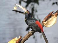 Boca Tapada Lodge - B&B Boca Tapada