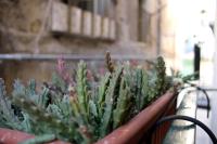 Camerini di Santa Cecilia - B&B