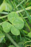 Appartamento Superior con 2 Camere da Letto e Balcone