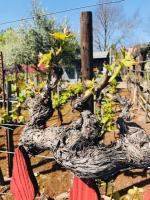 Andrea's Hidden Cottage - Bed and Breakfast Sonoma