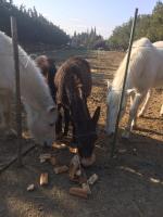 La Roseraie Camarguaise - B&B Arles