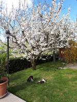 Agriturismo Montorso - Ferienwohnung
