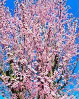 Osteria I'Casolare - B&B San Giovanni Valdarno