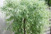 Glück Auf im Pott - Chambres d’hôtes Bottrop