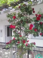 Apartment Skale - B&B Segna