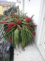 Rodeo Drive - B&B Viareggio