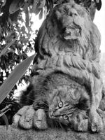 Deluxe Doppel-/Zweibettzimmer mit Gartenblick