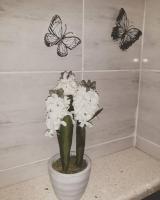 Ivan Domazet - B&B Omiš