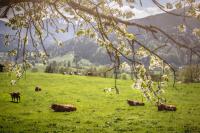 Biohof Jörgenbauer - B&B Schliersee