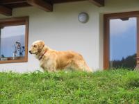 Il Cardo Trentino - B&B Bedollo