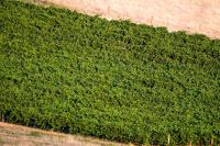 Dairyman's Cottage - B&B Lyndoch