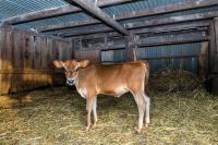 Dairyman's Cottage - B&B