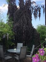 Haus am Südfrüchtegarten - B&B
