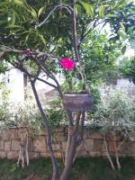 Cactus - B&B Nopigeia