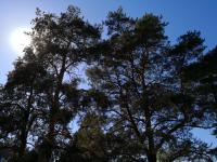 Charming Pine View Apartment - Ferienwohnung Vantaa