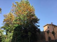 Casa Eleonora - B&B Sorrento