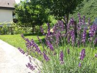 B&B Drežnjak - Kuća Lavanda - Bed and Breakfast Drežnjak