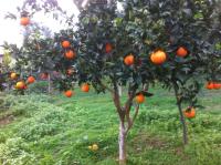 BIO Garden Stonehouse - Ferienwohnung Goniá