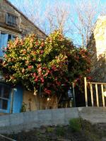 Le camélia de la mazarié - B&B