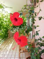 Apartment mit Meerblick