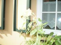 Ferienwohnungen Zur Kaiserstrasse - Bed and Breakfast Quedlinburg