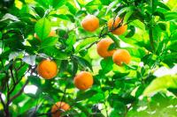 Il giardino di aranci e limoni - B&B