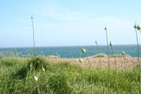 The Cottage Abbotsbury - B&B Abbotsbury