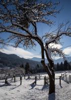Apartment with Garden View