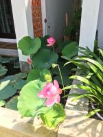 Home Farm Villa Hoi An - B&B Hoi An