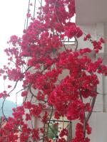 Studio in Poros - Chambres d’hôtes Póros